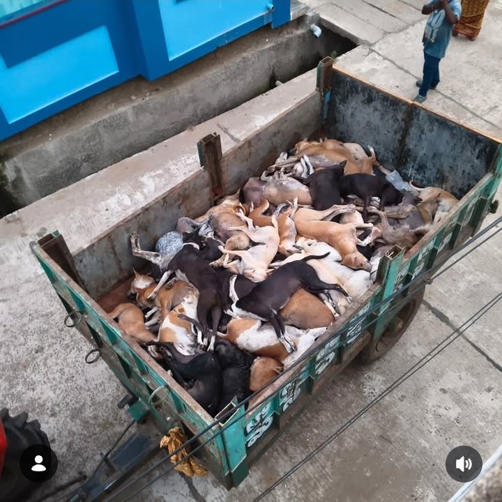 Priyanshi tweet media