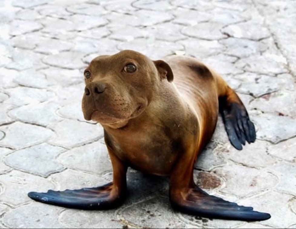 luxembutch tweet media