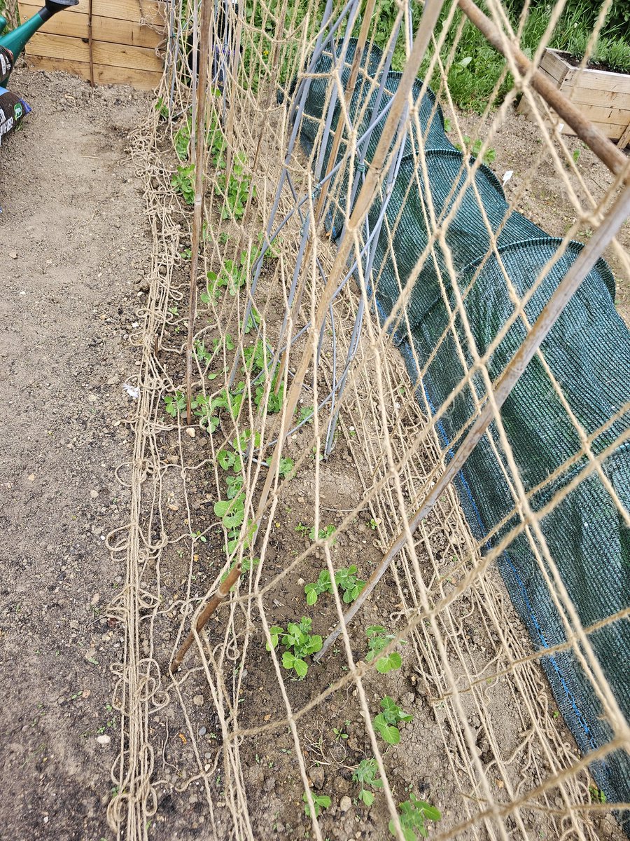 macker100's tweet photo. Well all this sun and rain means that things are now growing in the allotment. The peas and potatoes are definitely coming along nicely. Planted some carrots and chard today as well. Let's see how they get in. https://t.co/tK48pj8bsR
