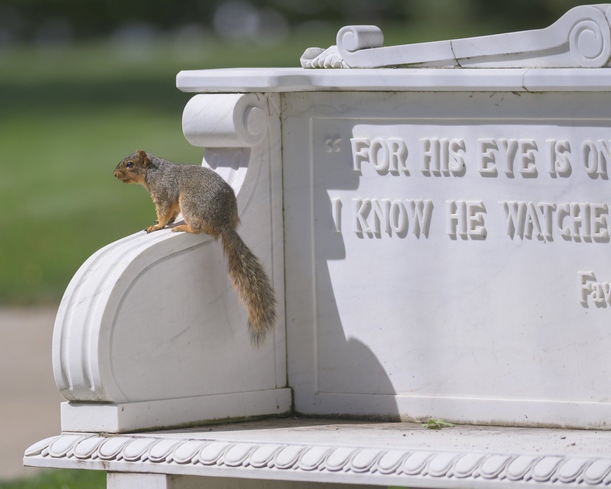 TrineUniversity's tweet photo. Are you a fan of our campus squirrels?🐿️ This is your perfect opportunity to make a difference and name your very own Trine squirrel! During Trine Day, make a donation of $18.84 to name a Trine squirrel and receive a digital certificate commemorating this special moment.

Donate now at https://t.co/YbpRl1TITD to name your Trine squirrel!
#TrineDay2026