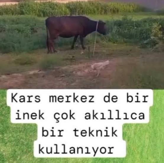 kökan diğicibaşi tweet media