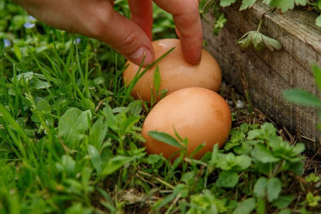 ChickensLife_'s tweet photo. The production volume of eggs worldwide exceeded 82 million metric tons in 2019, that's a lot of omelets! https://t.co/7kdwDWjifS