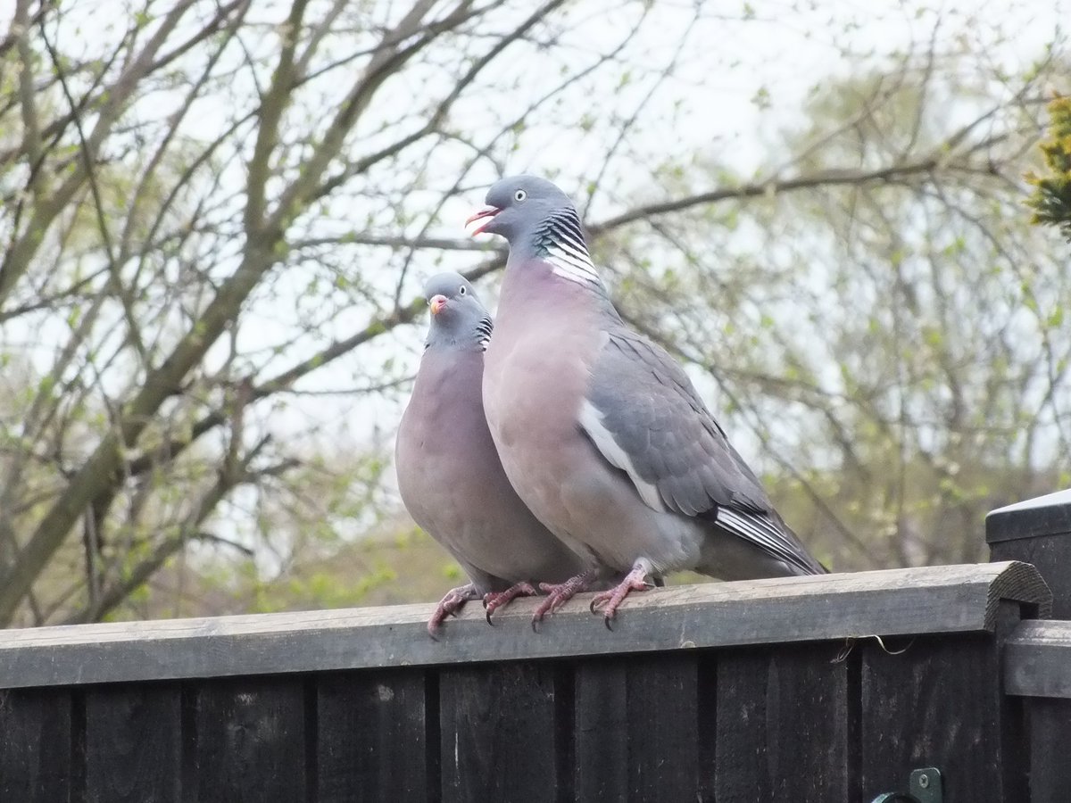 helendrinkstea's tweet image. Evening all. For #SmallBeautieshour Chief Inspector Woodpigeon and the Missus enjoying a chat on the fence 🥰😁 #BecauseofClem #ThreadofGold #RubbishBirdPics