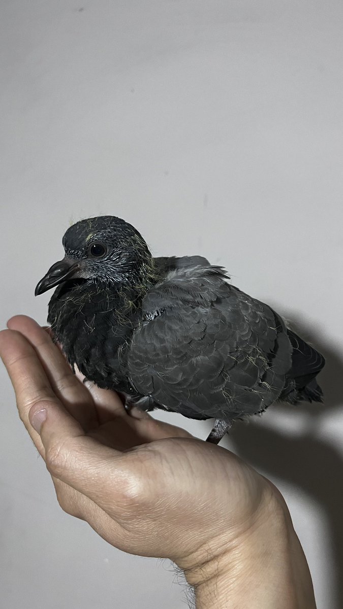 SimurgKusYuvasi's tweet photo. Himayemize bugün aldığımız bu sefer yavru bir güvercin. 
Sağlık durumu gayet iyi, çok güçlü ve obur. Himayemizdeki diğer güvercin yavrularıyla birlikte sağlıkla büyümesi için elimizden geleni yapıyoruz. 
#SimurgKuşYuvasıDerneği #Kuşlar #KuşRehabilitasyonu #KayaGüvercini #YavruKuş https://t.co/lnpzVyTq10