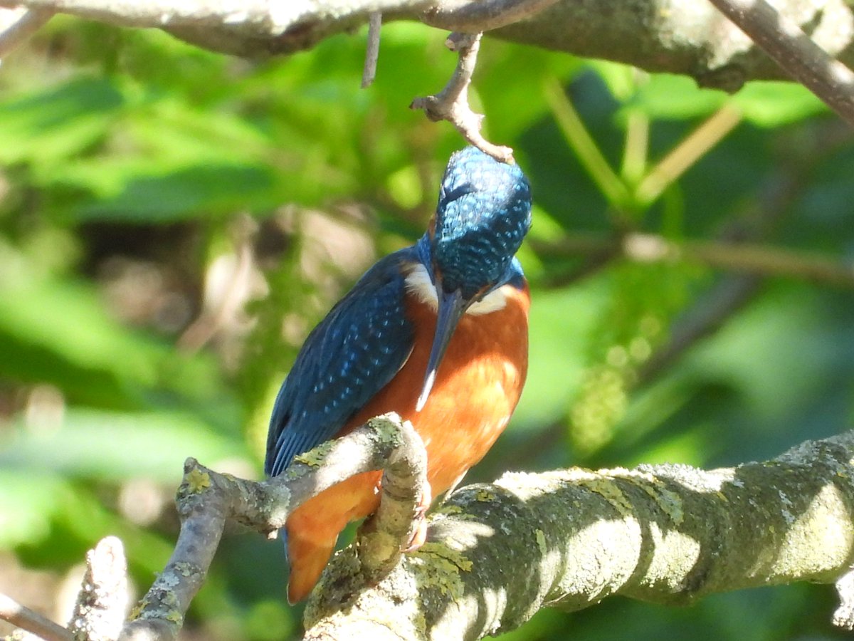 CanalRegent's tweet image. Looking down.

Kingfisher on a sunny day.

#LondonBirds #nature #wildlife #kingfisher #eastlondon