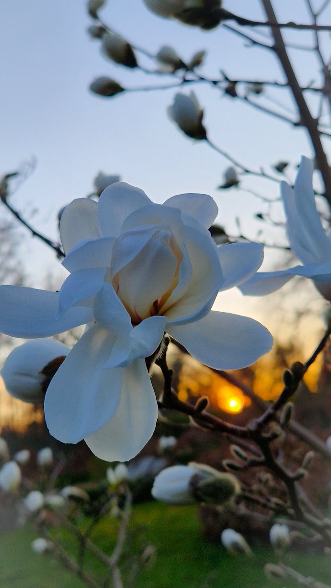 Flower fix of the day 🤩
Magnolia Wildcat... I love both the flower and the name 🤍🤍🤍
#flowers