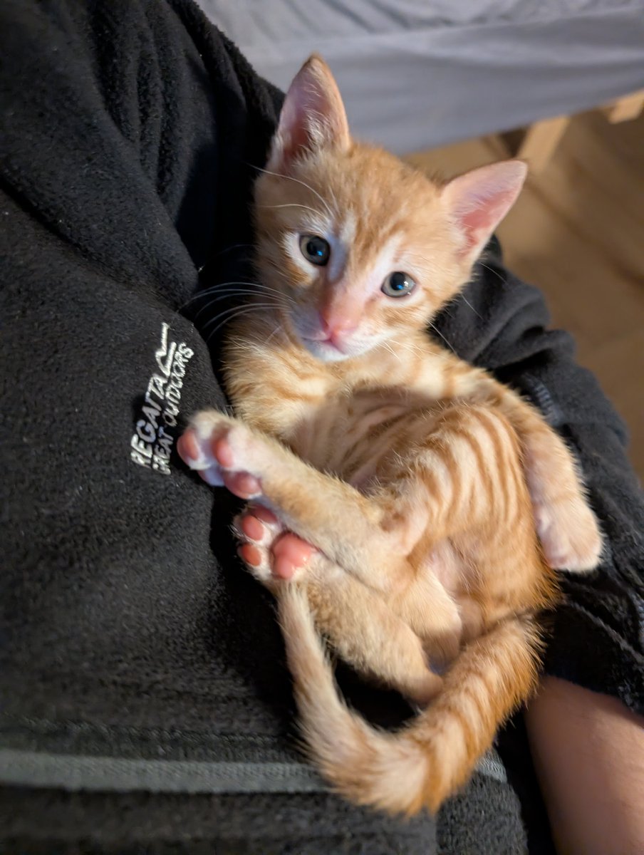 טירנוזאורוס רקס tweet media