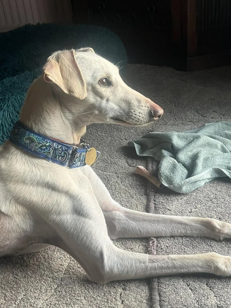 Lurcher SOS 🐾🐾 tweet media