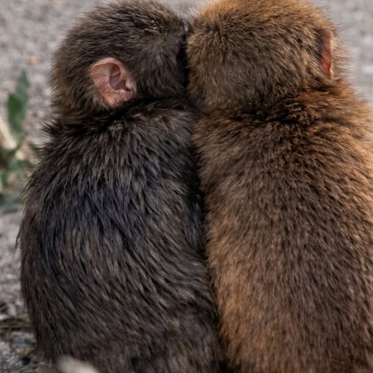 ANIMALIA tweet media