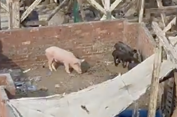 Finton Elder tweet media