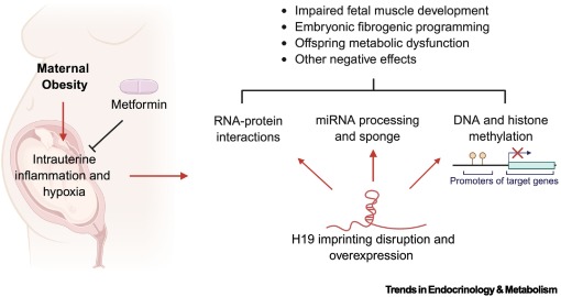Trends_Endo_Met's tweet image. Online Now:  H19 long noncoding RNA in maternal obesity-driven metabolic programming dlvr.it/TS7f2v #trends #endocrinology #metabolism