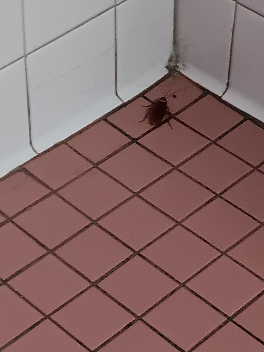 ROYALMELON #1 FAN 🍈 tweet media