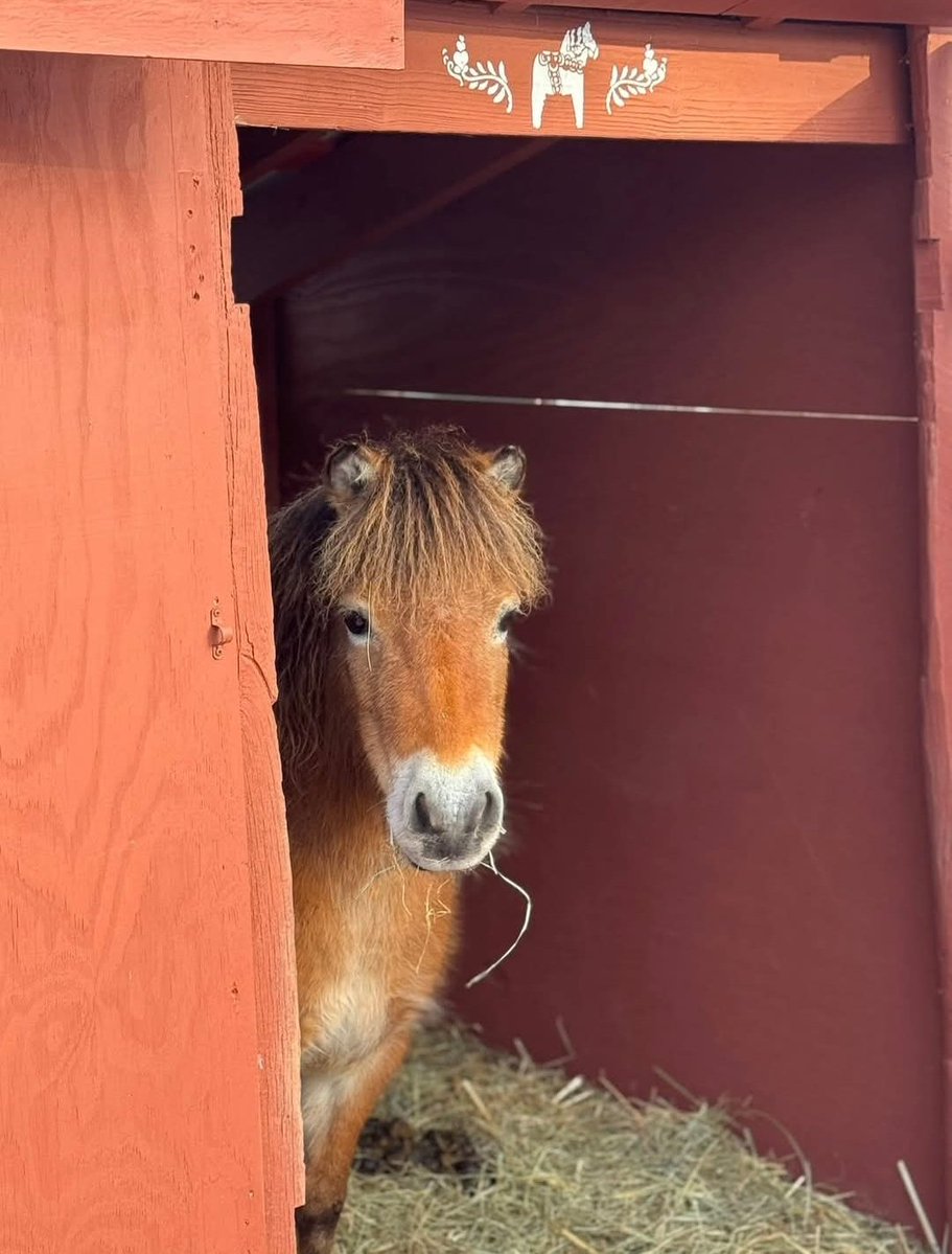 GerdasEquineRescue tweet media