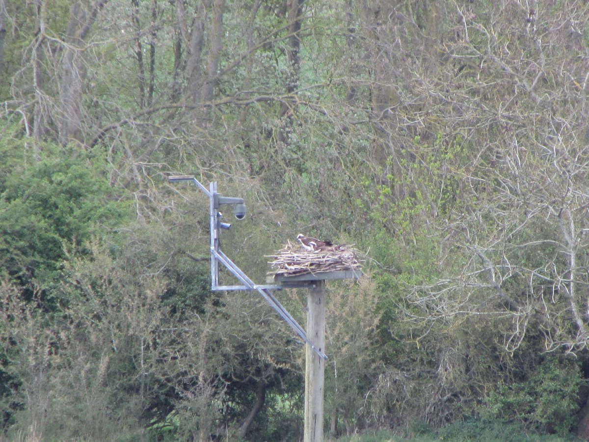 twitcherspotter's tweet photo. Had a family visit in Lincs so took the opportunity to see the nesting Ospreys at Rutland. https://t.co/kweYmWpRFF