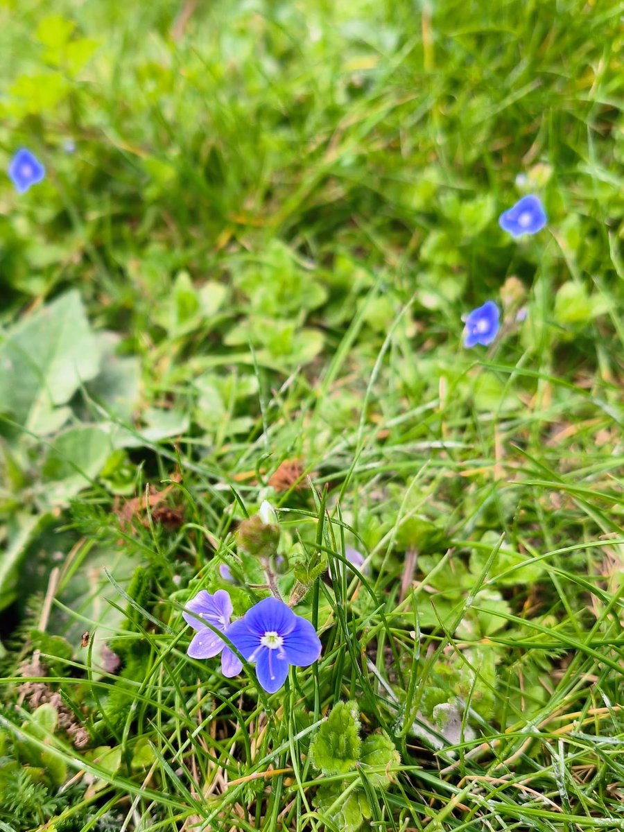 LadyGrace27's tweet image. Love, like wildflowers 🌼🌿, grows where it is free.. ✨
#MondayBlue #Love #WildFlowers #FlowersOfX 
#GermanderSpeedwell