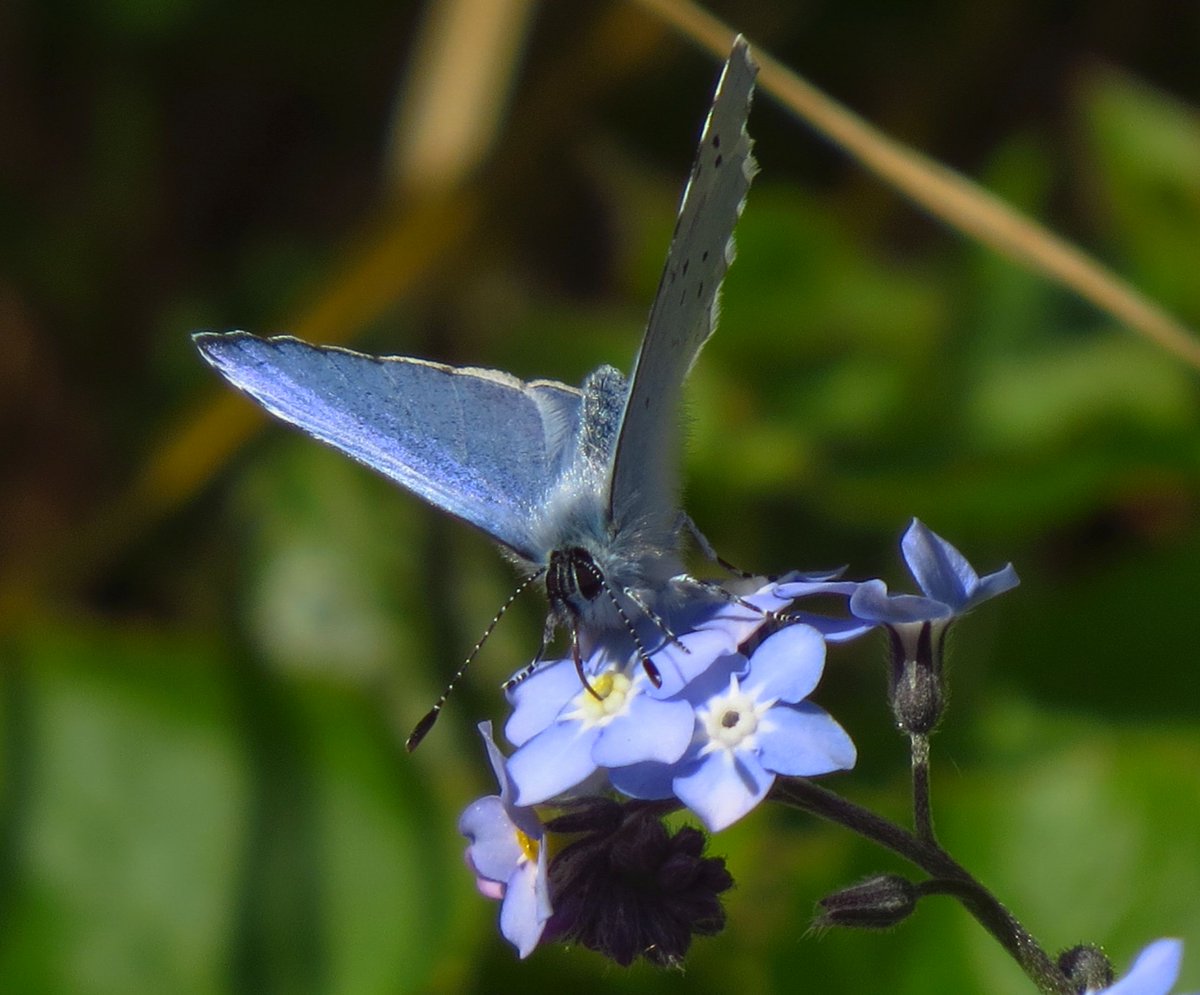 angegarrod's tweet image. Holly Blue enjoying some blue food yesterday...  

#leps #butterflies #insects #wildlifephotography #springwatch