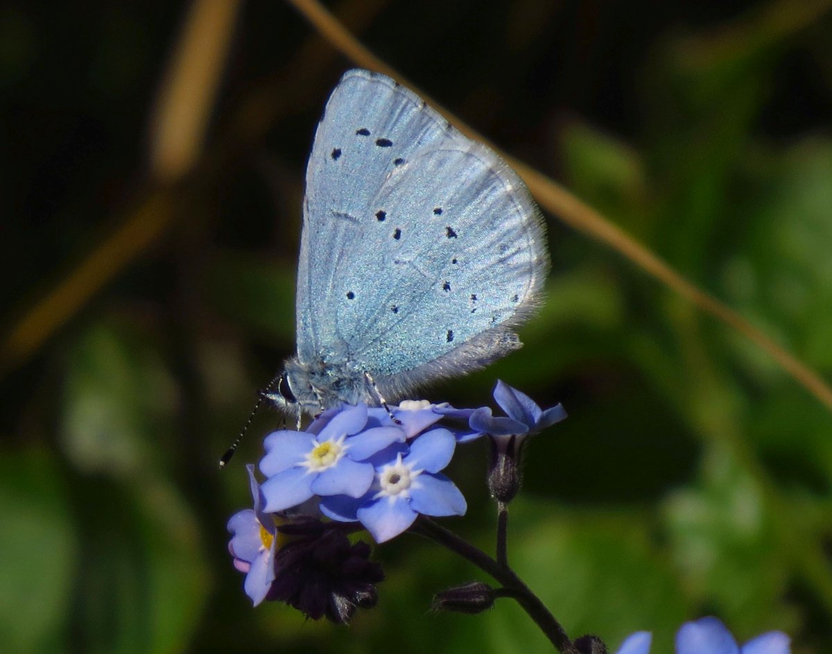 angegarrod's tweet image. Holly Blue enjoying some blue food yesterday...  

#leps #butterflies #insects #wildlifephotography #springwatch