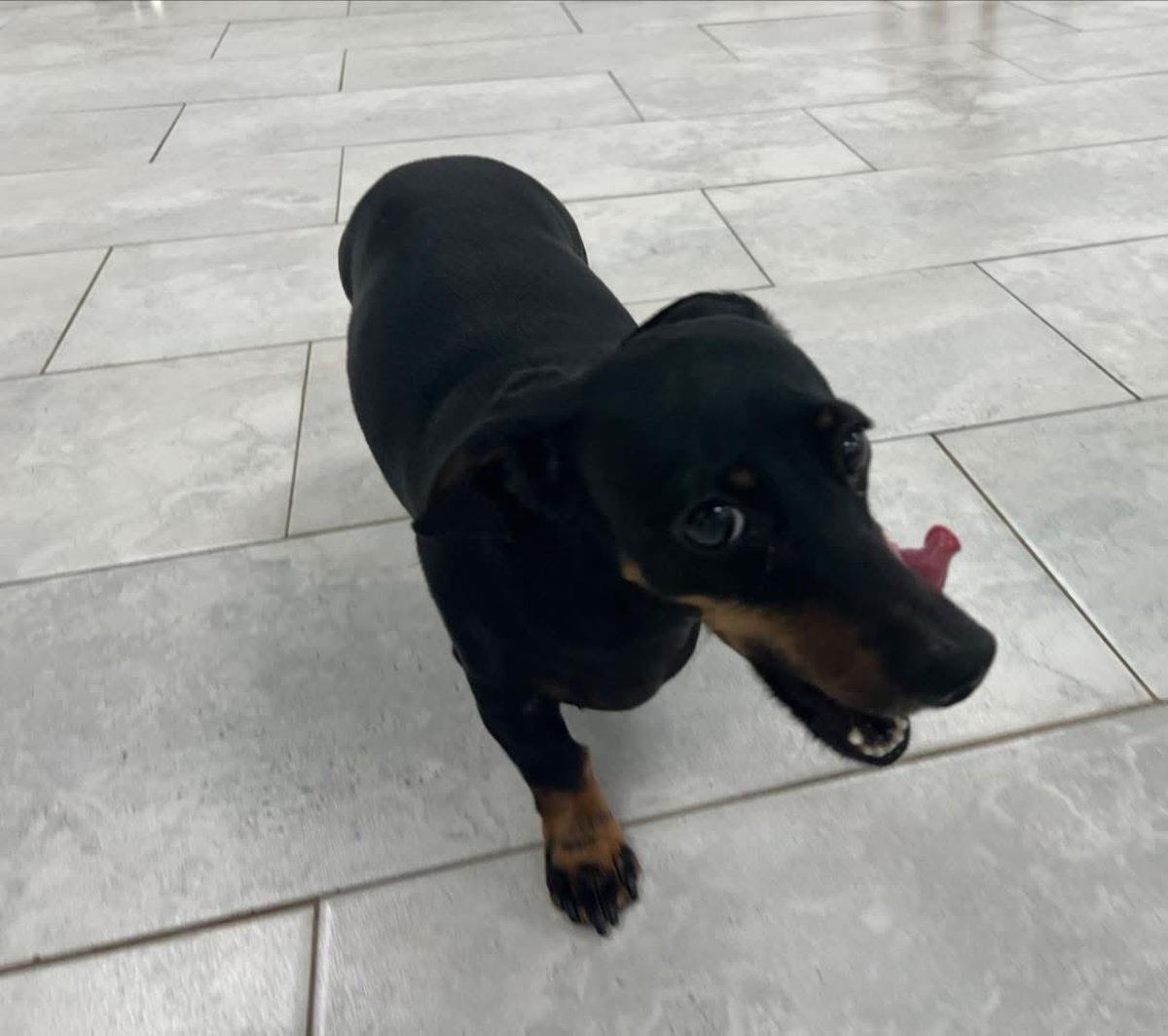 DeannaW1012's tweet image. Precious having fun at daycare!
♥️🥰🩷🤗
#dachshund #dachshunds #dogs