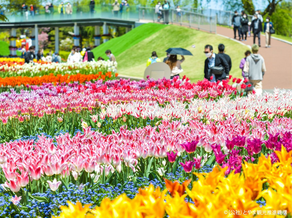 JALCITY_TOYAMA's tweet photo. ◆◇国内最大級の花の祭典 となみチューリップフェア◇◆

いよいよ明日4月22日より、300品種350万本のチューリップが大地を彩る「となみチューリップフェア」が開催されます✨

富山駅から砺波駅までは電車を乗り継いで約1時間🚋

色とりどりのチューリップが咲き誇る絶景を、ぜひお楽しみください🌷 https://t.co/77lpNMKTdt