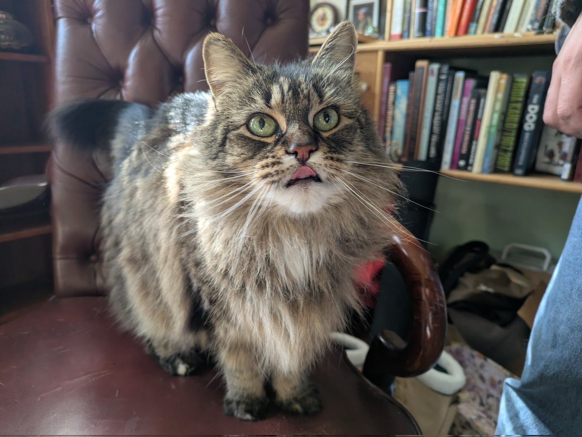 Amy the Amazonian ☕ 💕 🤖 tweet media