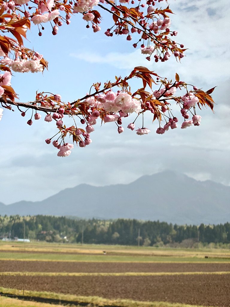 棚田の番人 tweet media