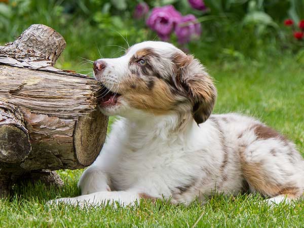 AussieShepLover's tweet image. Finding The Best Dog Chew Toys For Your Australian Shepherd 🐾💖🦴
australian-shepherd-lovers.com/best-dog-chew-…

🔶 Aussie Owner? Get our Official Guide to Aussie Training &amp;amp; Care here...
australian-shepherd-lovers.com/asl-ebook-fb

#australianshepherd #aussie #dogs #doggos #aussielovers