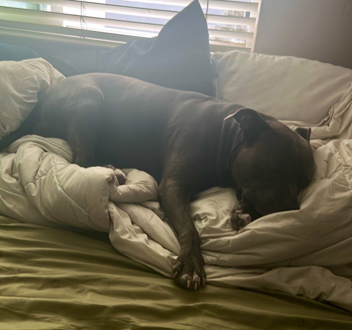 ajfalcon411's tweet image. #MondayMood #Doja