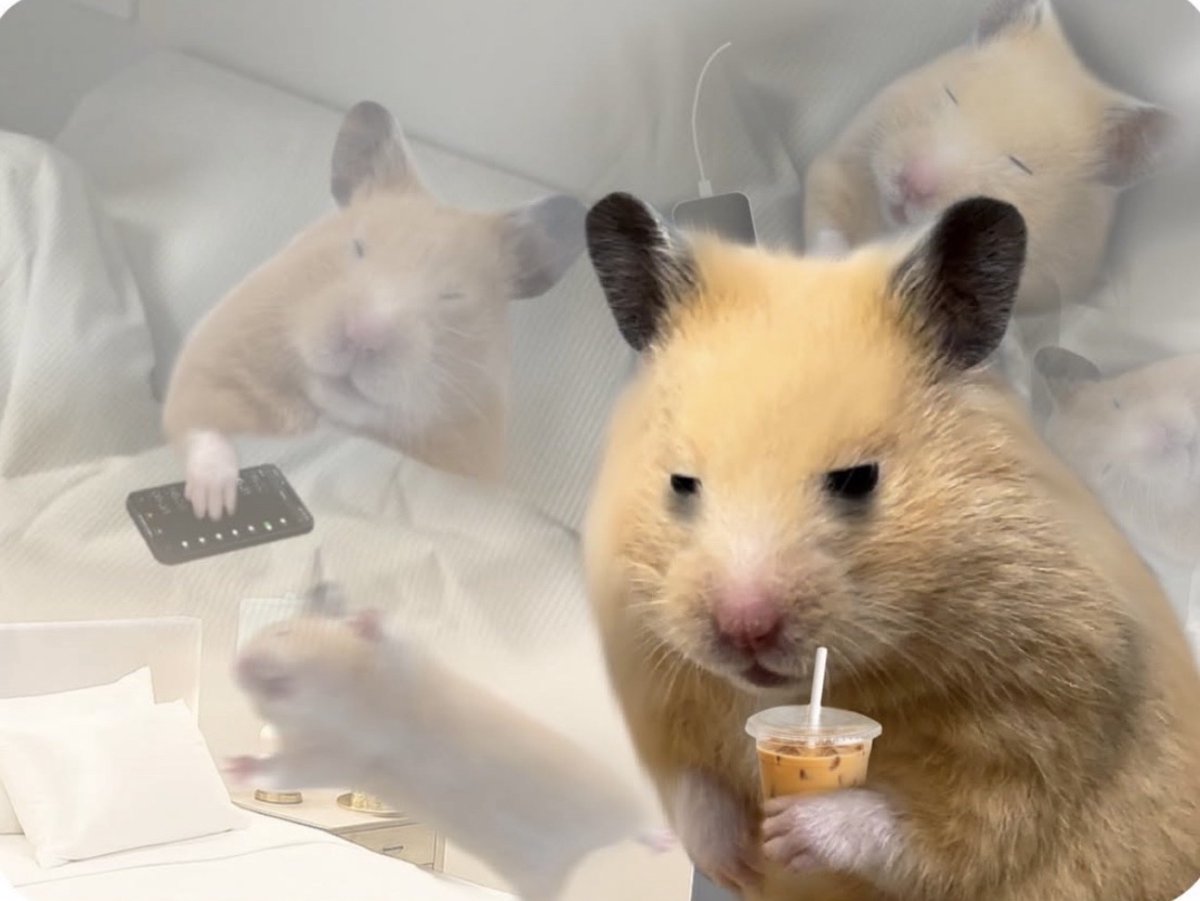 El Guarromántico tweet media