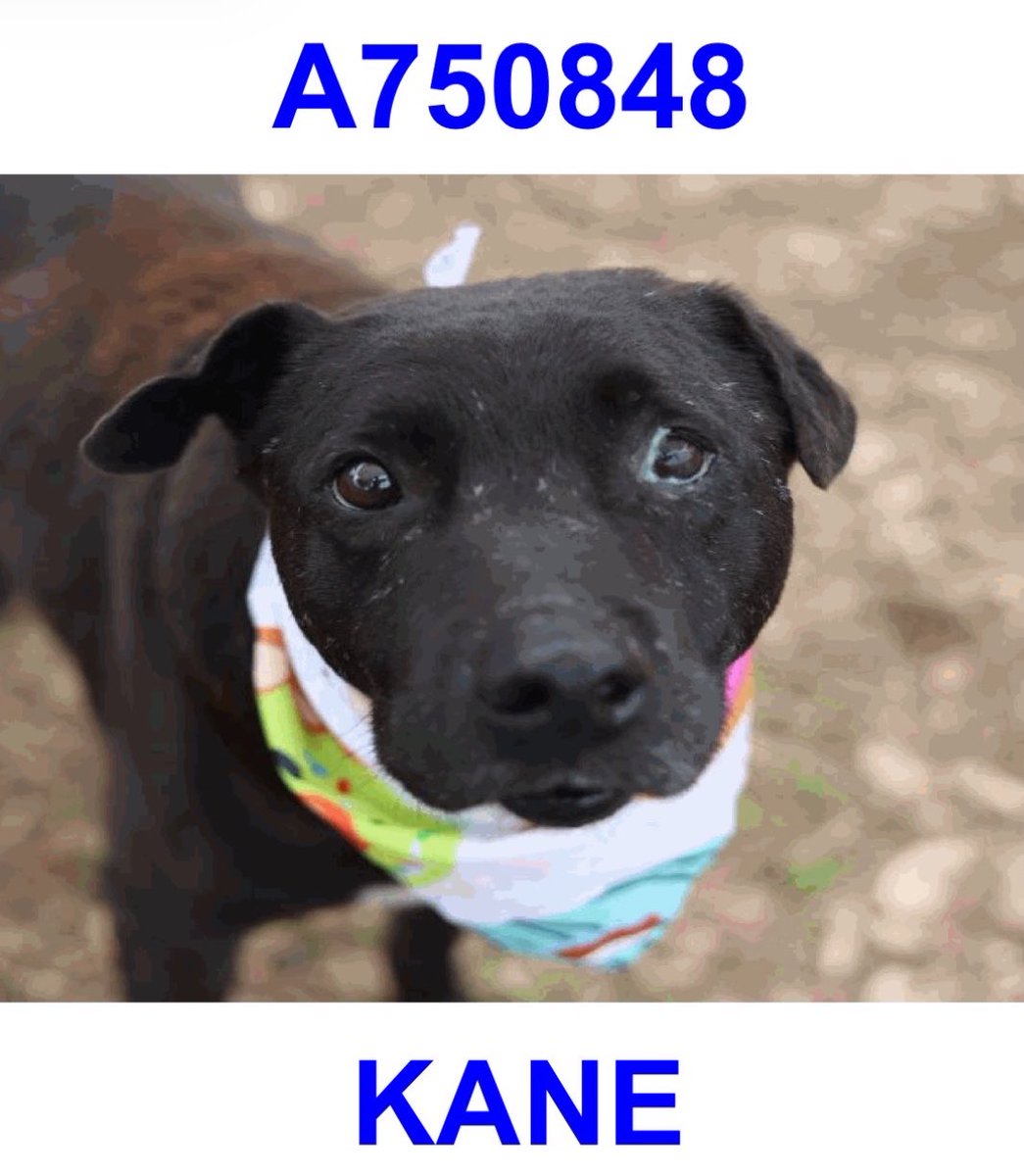 _taysmyoxygen1d's tweet image. 🆘 AFFECTIONATE, INJURED BLACK DOG DUE OUT YESTERDAY 4.20 CAN BE KILLED ANYTIME BY #SANANTONIO ACS #TEXAS‼️

KANE 💛#A750848
9yo M, 46lb

He slowly comes over &amp;amp; nudges his
nose into staff’s hand for continued affection🥰

🚨lameness on L pelvic leg, mod mucoid eye discharge