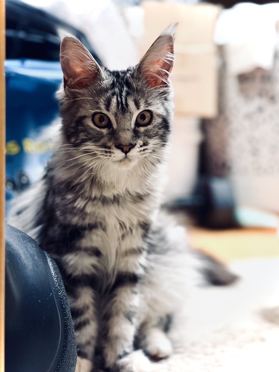 윤지냥이 tweet media