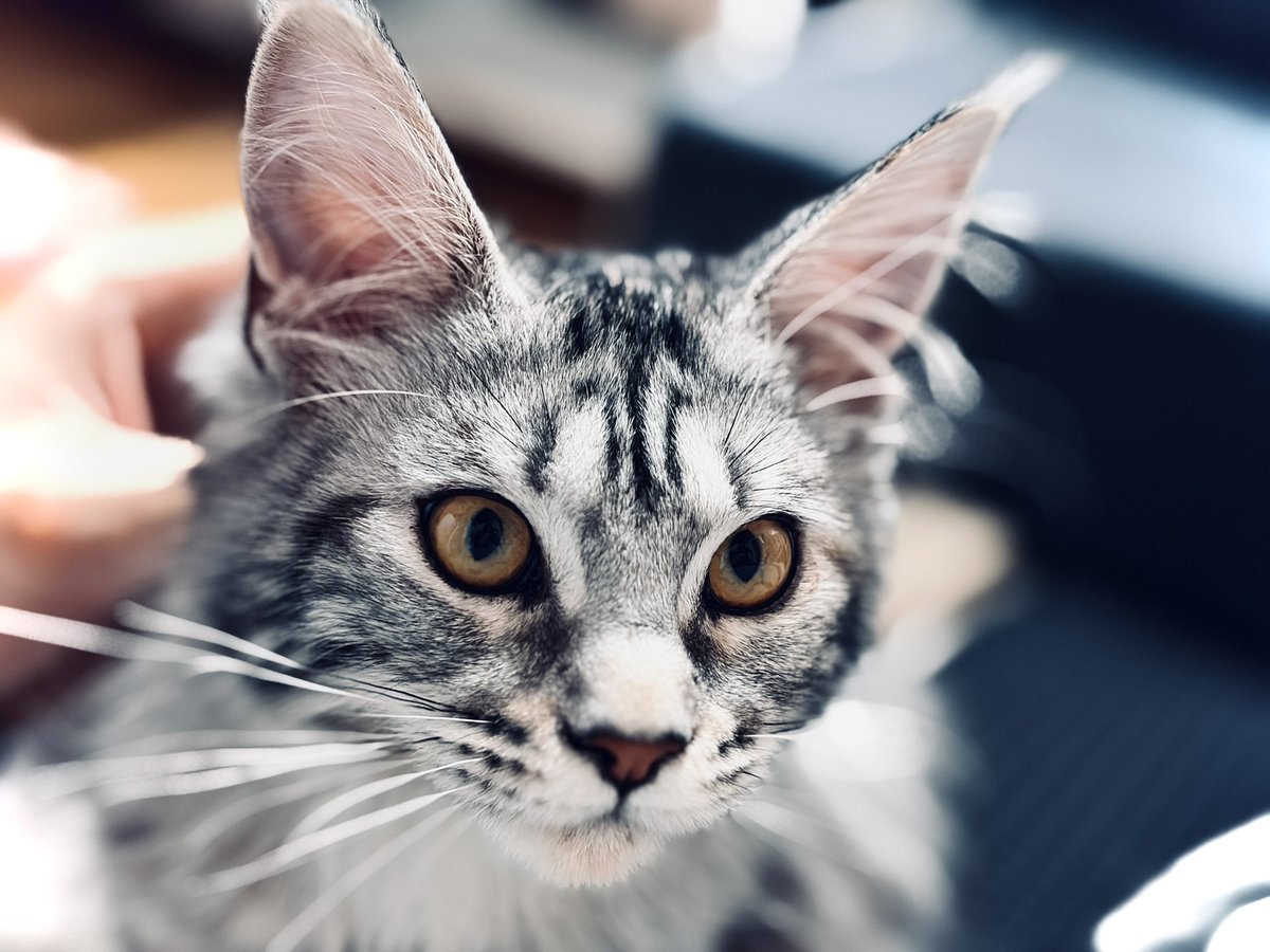 윤지냥이 tweet media