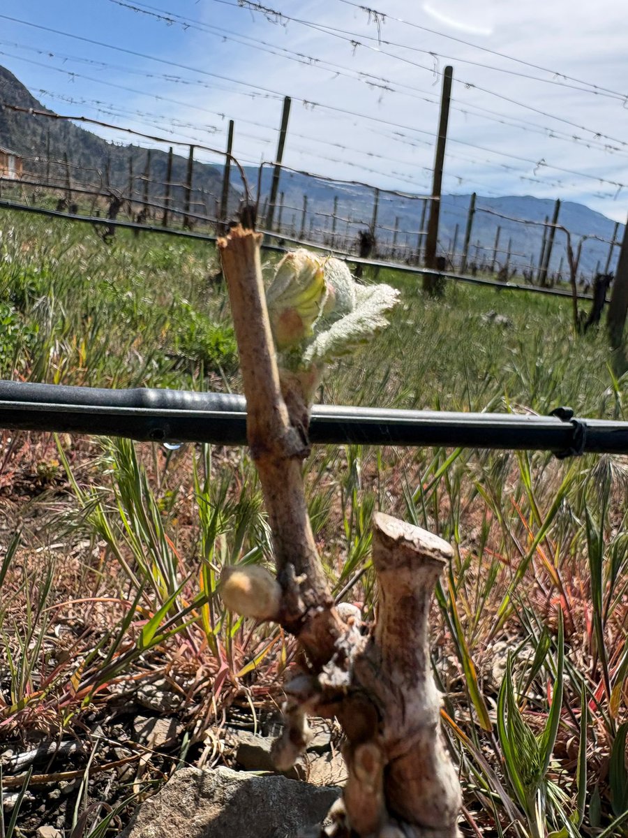 Clos du Soleil tweet media