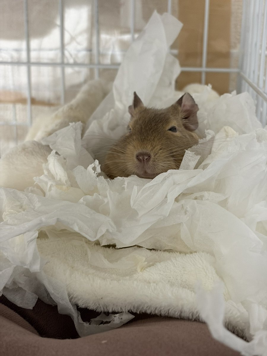 2歳、家賃0円、ティッシュの山暮らし、食いしん坊