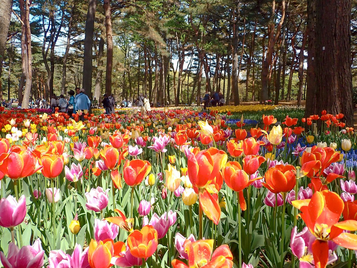ibaraki_tocico's tweet image. ／
💙青の絶景 #ネモフィラ と春の花々🌼
＼
#国営ひたち海浜公園 のネモフィラがついに見頃に🪻

園内は、ナノハナ(見頃)やチューリップ(見頃後半)なども見ることができ、色とりどりの春を感じられます🦋

📷撮影日：4/17(金)

＃ひたちなか市