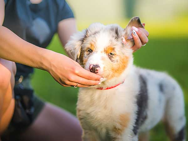 AussieShepLover's tweet image. The Average Cost of Dog Training and Your Best Options 🐾💖🎓
australian-shepherd-lovers.com/average-cost-o…

🔶 Aussie Owner? Get our Official Guide to Aussie Training &amp;amp; Care here...
australian-shepherd-lovers.com/asl-ebook-fb

#australianshepherd #aussie #dogtraining #puppytraining #aussielovers