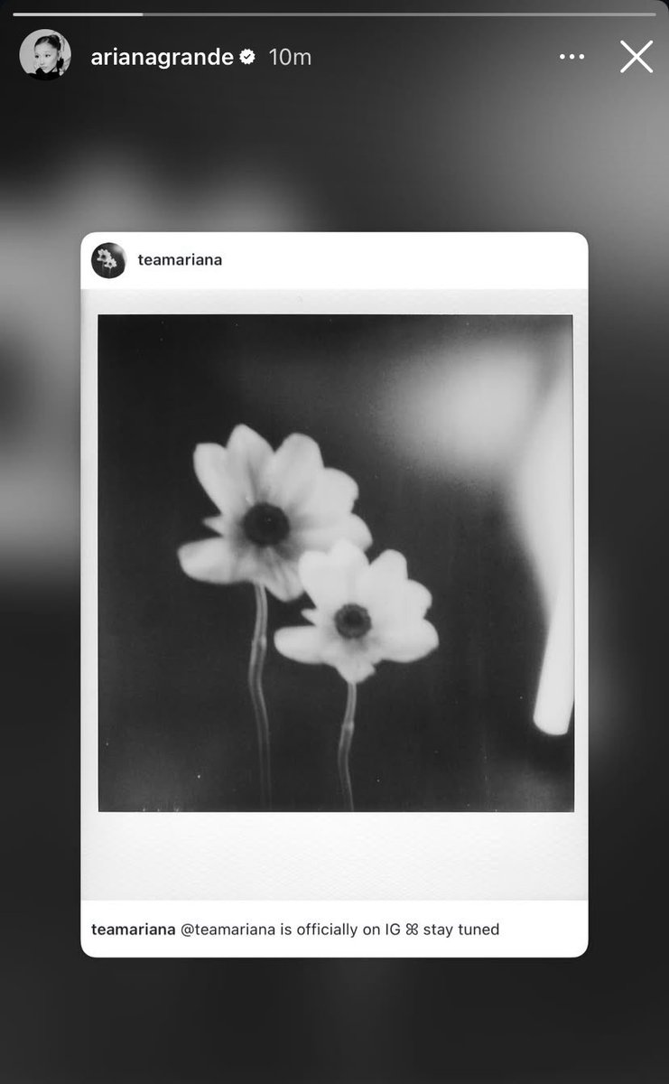 acervo ariana grande tweet media