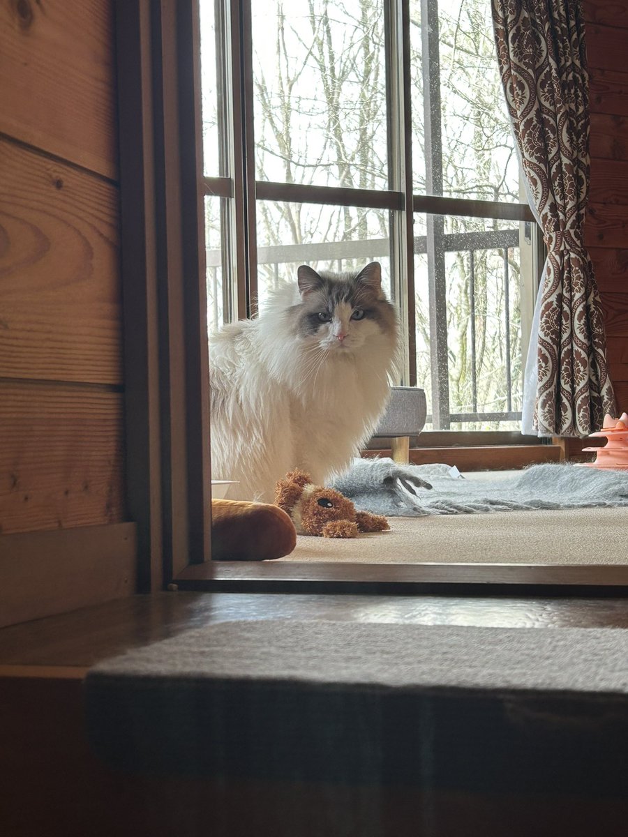 猫狂い人 tweet media