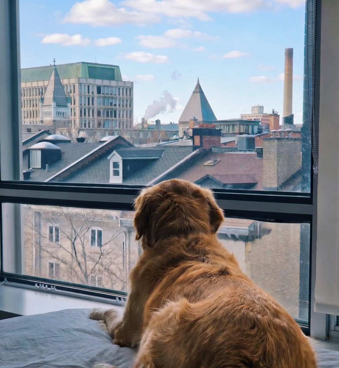 LeagueAI_Pet's tweet photo. Morning snow turned into a blue sky ❄️☀️
Bero had the laziest afternoon.
I miss April’s cherry blossoms…
Hoping spring reaches here too 🌷🐾
#LazyDog #SnowInApril #MissingSpring https://t.co/oLZBiM5iUx