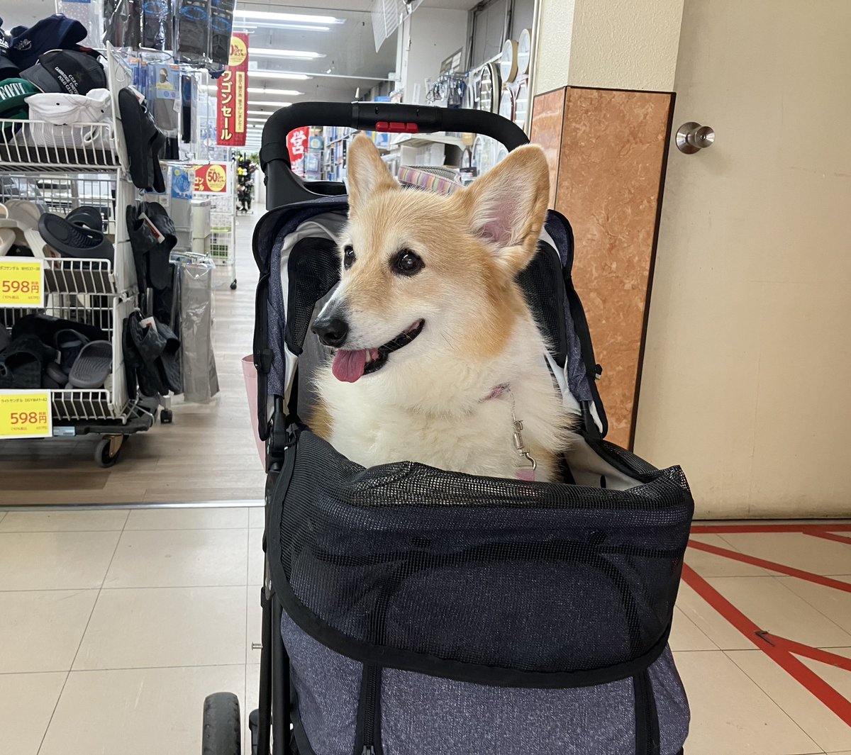 しお(ベル🐶) tweet media