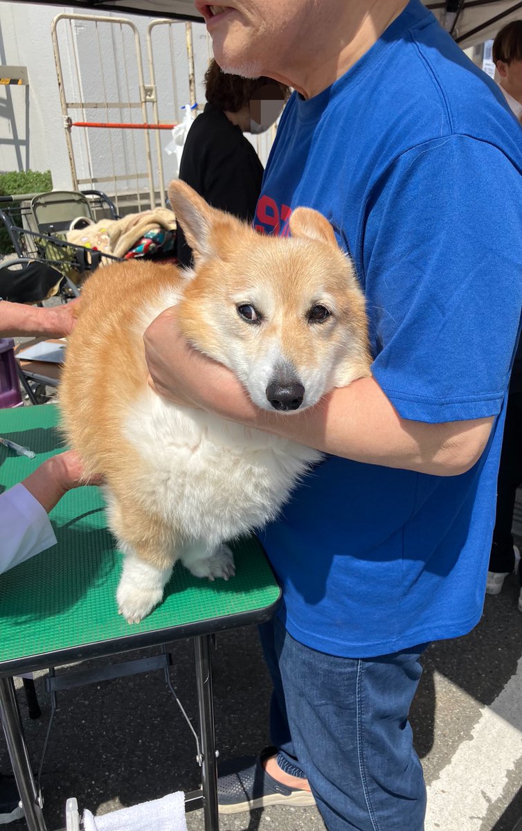 しお(ベル🐶) tweet media
