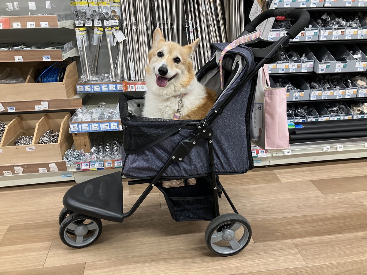 しお(ベル🐶) tweet media