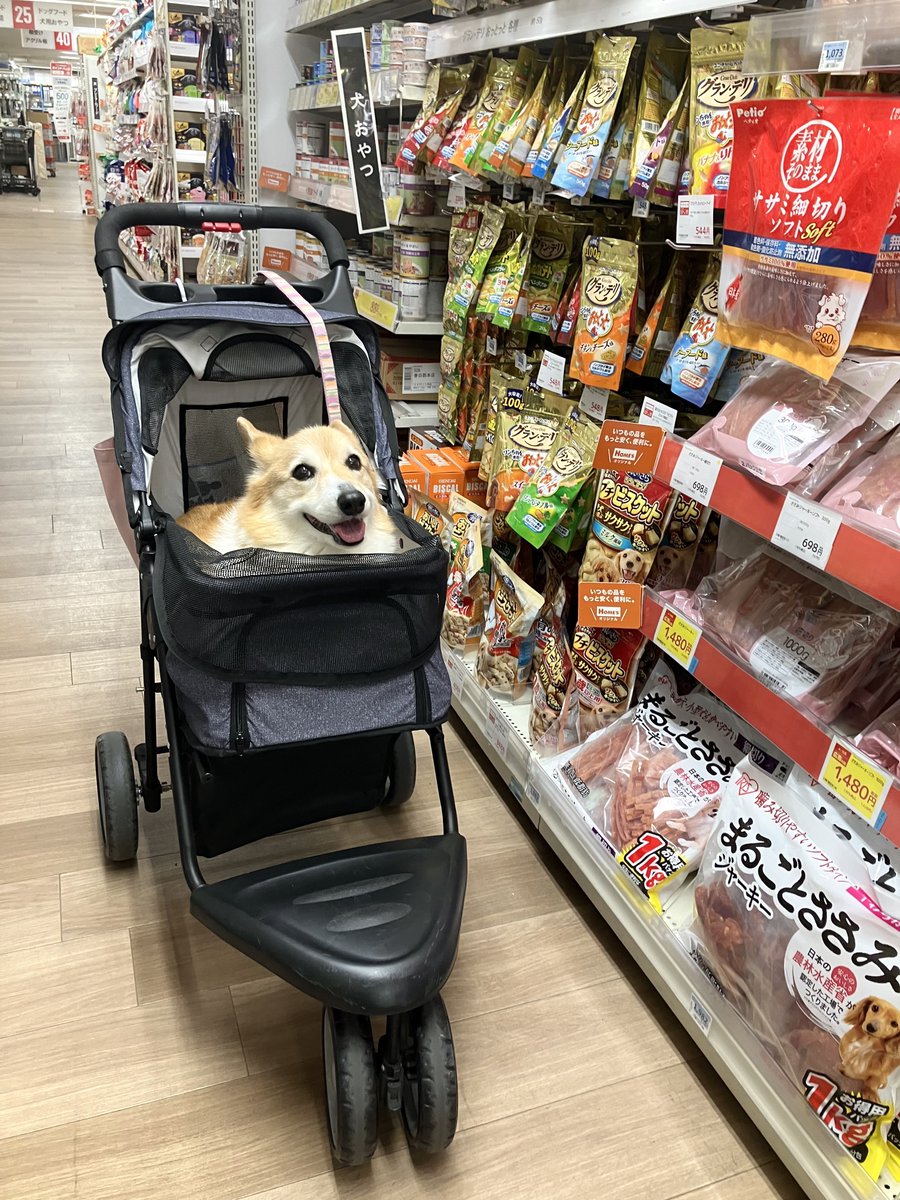 しお(ベル🐶) tweet media