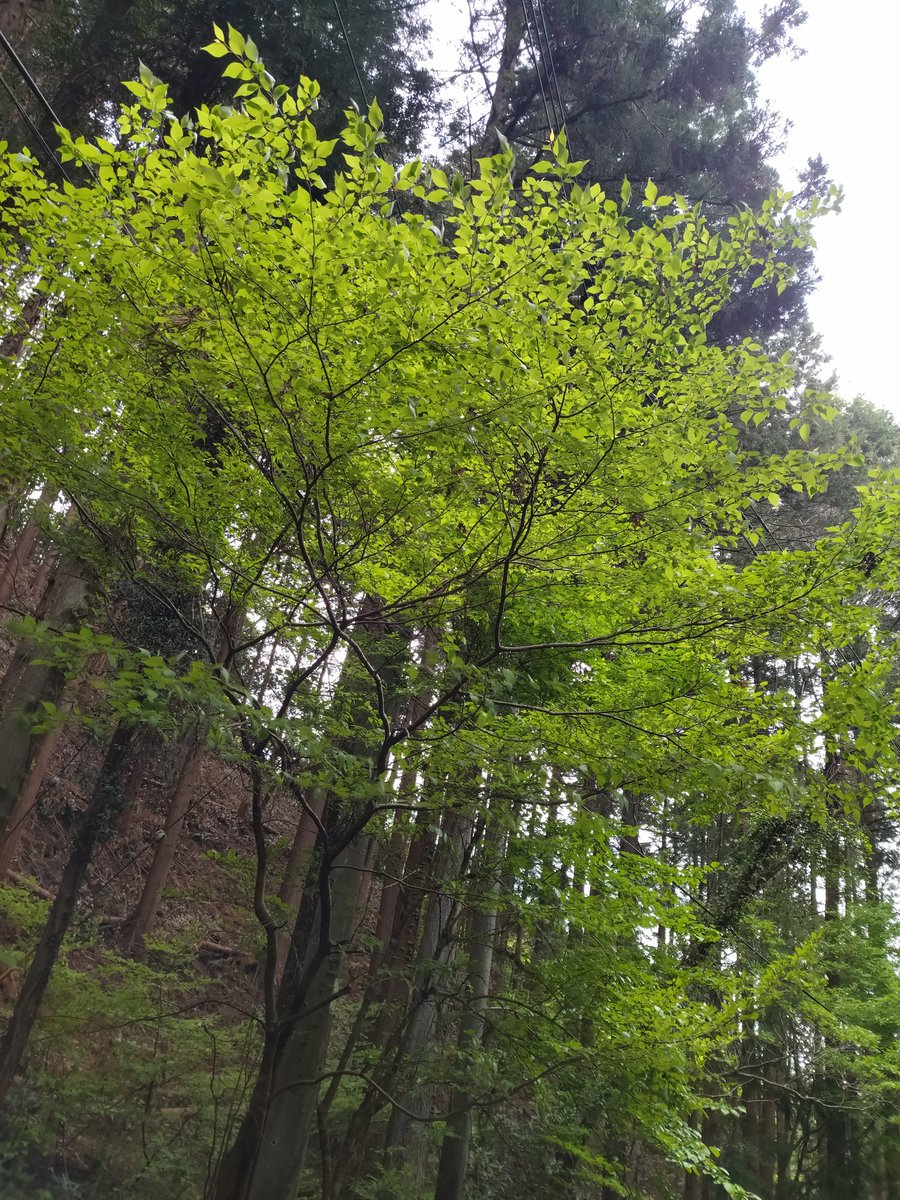 うさぎ@うつ病＆無職 tweet media