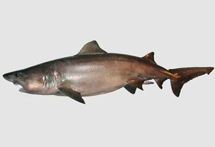 Zootaxa's tweet image. On a record of the smalltooth #sandtiger #shark, Odontaspis ferox (Risso, 1810) from #Nigeria, Eastern Central Atlantic
#taxonomy
doi.org/10.11646/zoota…