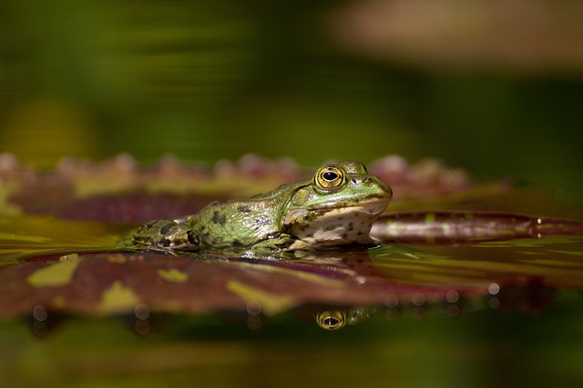 Kenneth Carrington tweet media