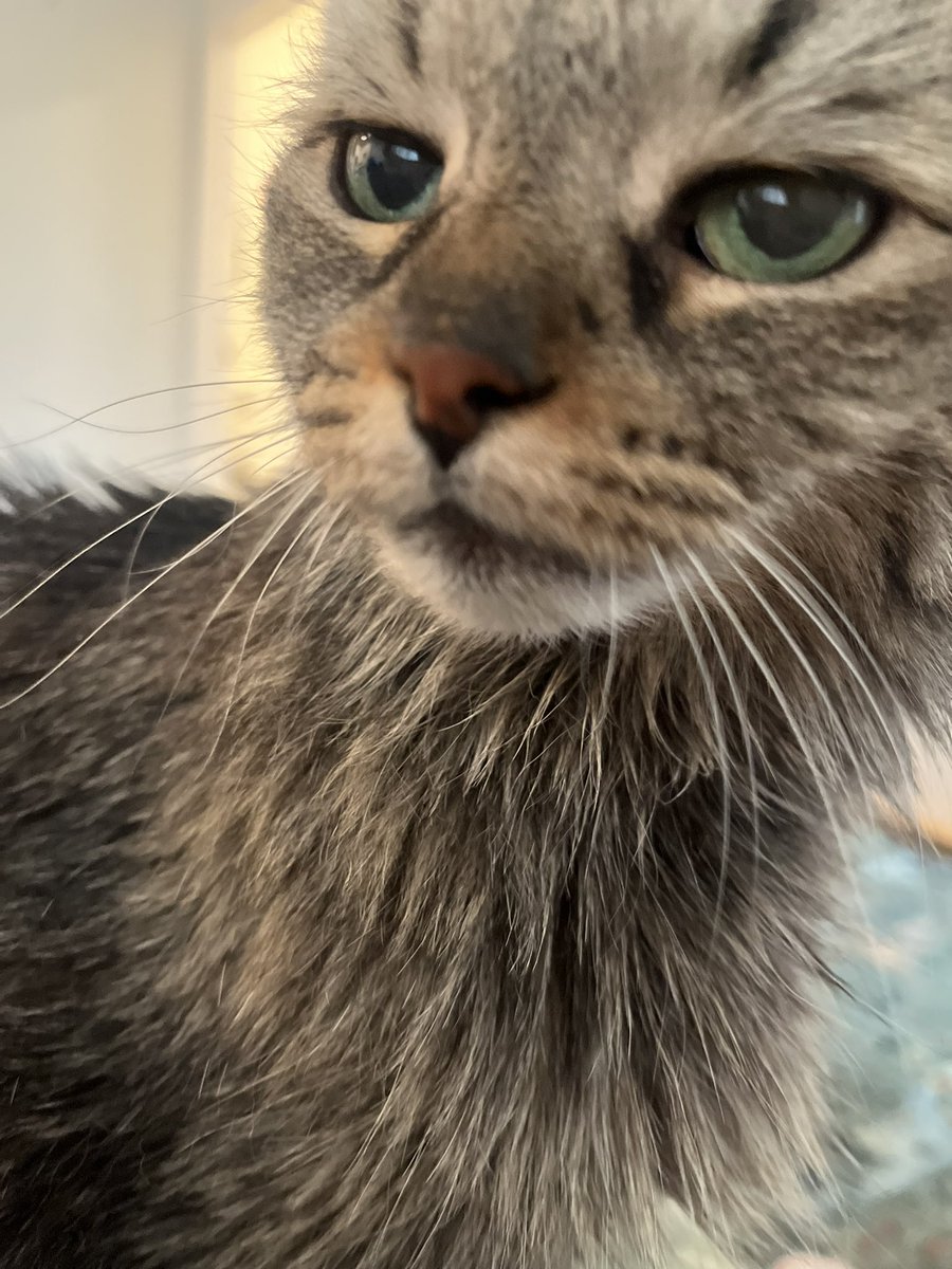 julie 🦩🍩🌟 tweet media