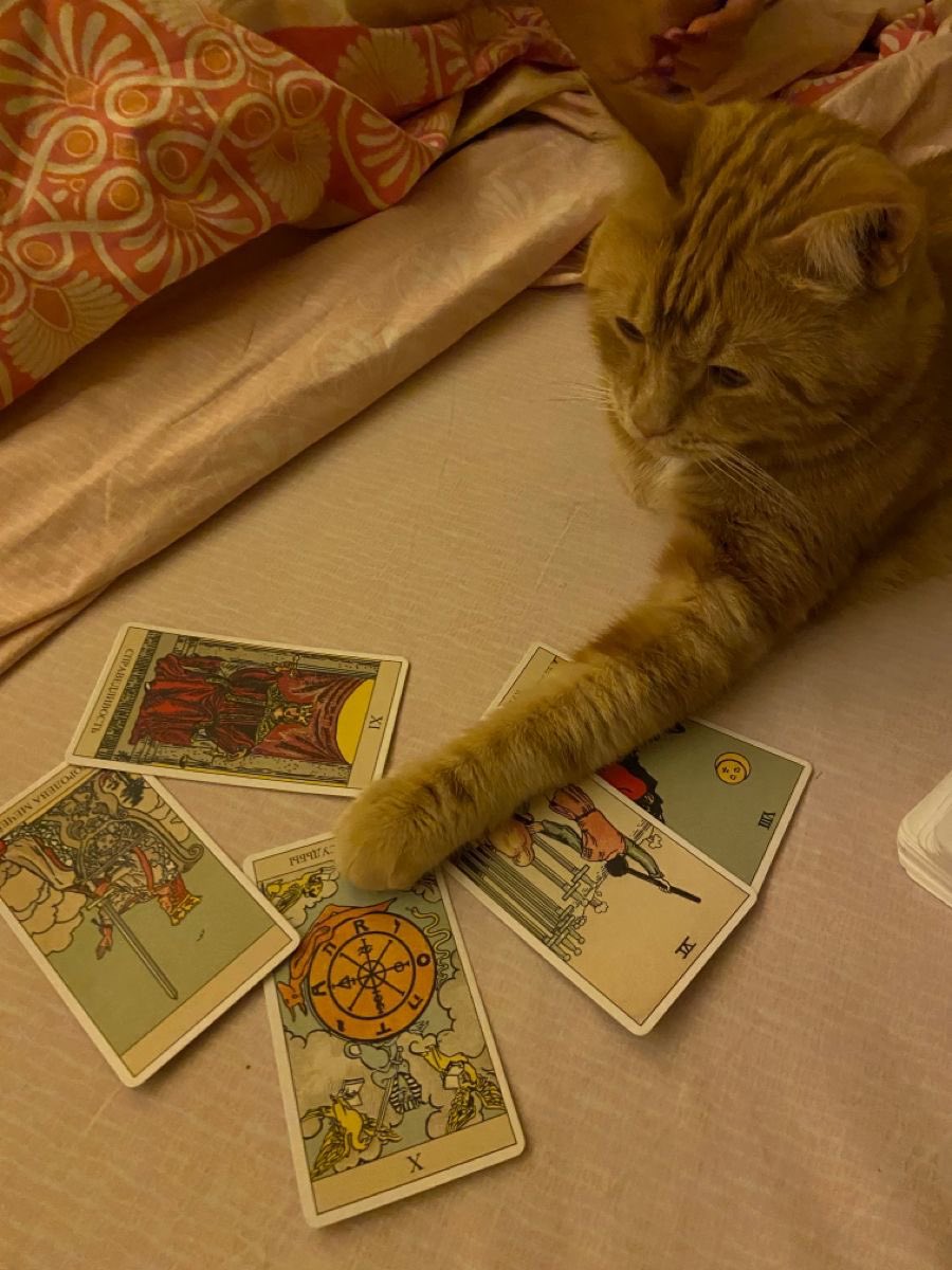 Gato Tarot tweet media