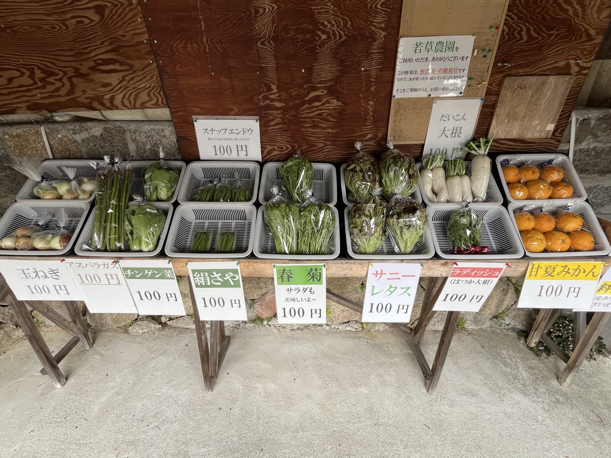 そこでねる 青菜 セット JGAP認証野菜】伊勢志摩の恵み！水耕栽培おまかせ野菜セット！おかげ