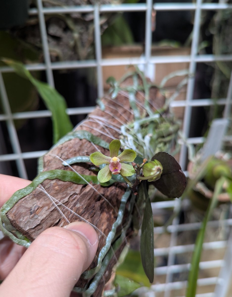 がねこる tweet media