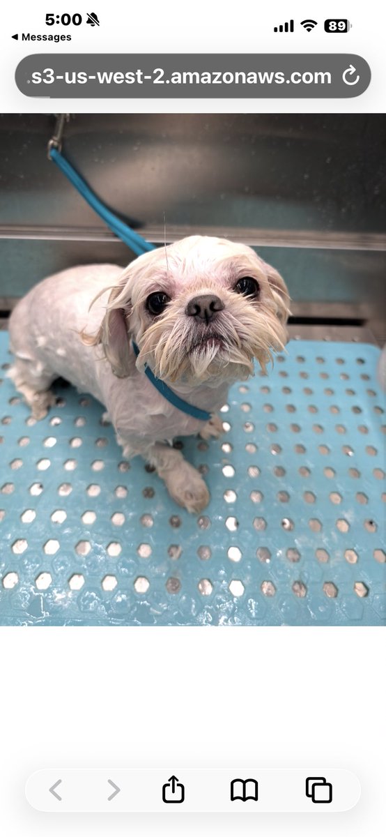 Violet77978311's tweet image. Pals!! My fluff is being stolt! Right now! Call the Pawlice!! Do you KNOW where she puts that finger??? #DogBath #dogsoftwitter